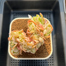 Echeveria 'Peach Pride' Crested 3" Succulent Plant Cutting