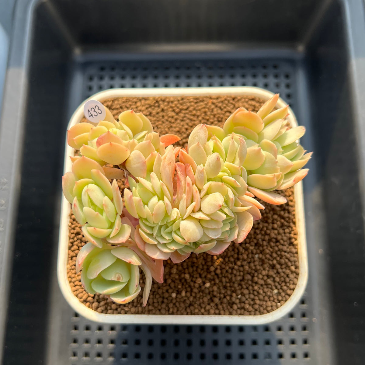 Echeveria 'Peach Pride' Crested 3" Succulent Plant Cutting