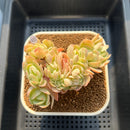 Echeveria 'Peach Pride' Crested 3" Succulent Plant Cutting