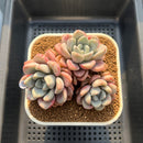 Graptoveria 'Amor Fati' 3"-4" Cluster Succulent Plant Cutting