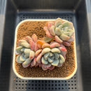 Graptoveria 'Amor Fati' 3"-4" Cluster Succulent Plant Cutting