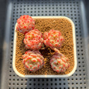 Echeveria 'White Farm' 3" Cluster Succulent Plant Cutting