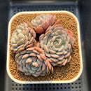 Echeveria 'Clara' 3" Succulent Plant Cutting