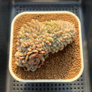 Echeveria 'Ariel' Crested 3" Succulent Plant Cutting