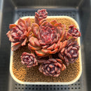Echeveria 'Black Rose' Hybrid 3"-4" Cluster Succulent Plant Cutting