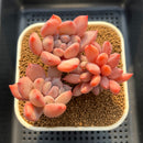 Pachyveria 'Black Swan' Hybrid 3" Succulent Plant Cutting