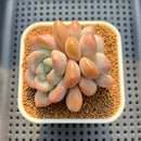 Graptoveria 'Queens Ball' 2"-3" Succulent Plant Cutting
