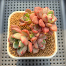 Echeveria 'Agreement' 3" Succulent Plant Cutting