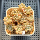 Graptosedum 'Miul' 2"-3" Cluster Succulent Plant Cutting