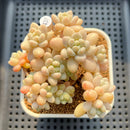 Graptosedum 'Miul' 2"-3" Cluster Succulent Plant Cutting