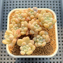Graptosedum 'Miul' 2"-3" Cluster Succulent Plant Cutting