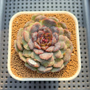 Echeveria 'Nova Blast' 3" (Hyalina Hybrid) Changhee Hybrid Succulent Plant Cutting