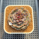 Echeveria 'Nova Blast' 3" (Hyalina Hybrid) Changhee Hybrid Succulent Plant Cutting