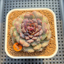 Echeveria 'Nova Blast' 3" (Hyalina Hybrid) Changhee Hybrid Succulent Plant Cutting