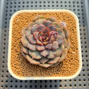 Echeveria 'Nova Blast' 3" (Hyalina Hybrid) Changhee Hybrid Succulent Plant Cutting