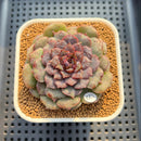 Echeveria 'Nova Blast' 3" (Hyalina Hybrid) Changhee Hybrid Succulent Plant Cutting