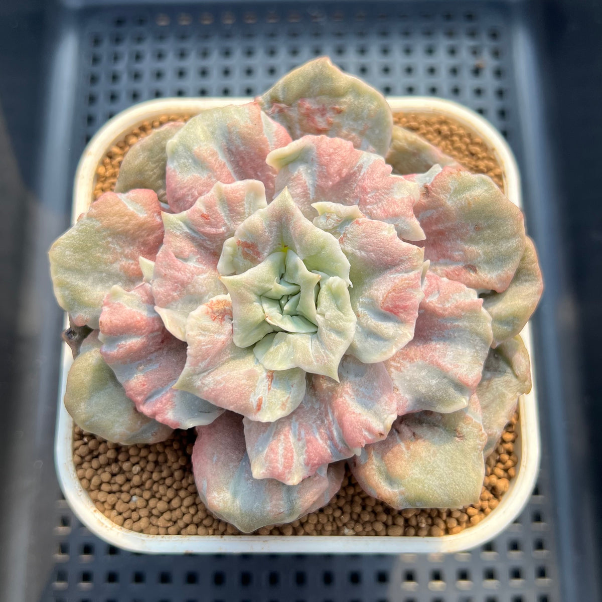 Echeveria Pollux 3" Monstrose (AKA 'Scarlet Witch') Succulent Plant Cutting