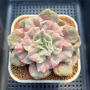 Echeveria Pollux 3" Monstrose (AKA 'Scarlet Witch') Succulent Plant Cutting