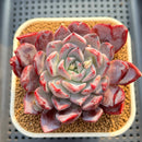 Echeveria 'Cherry Brandy' 3" Succulent Plant Cutting