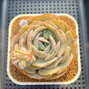 Echeveria 'Cream Latte' 3" Succulent Plant Cutting