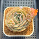 Echeveria 'Cream Latte' 3" Succulent Plant Cutting