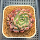 Echeveria 'Vincenzo' 2"-3" Succulent Plant Cutting