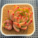 Echeveria Agavoides 'Amestro' 2"-3" Succulent Plant Cutting