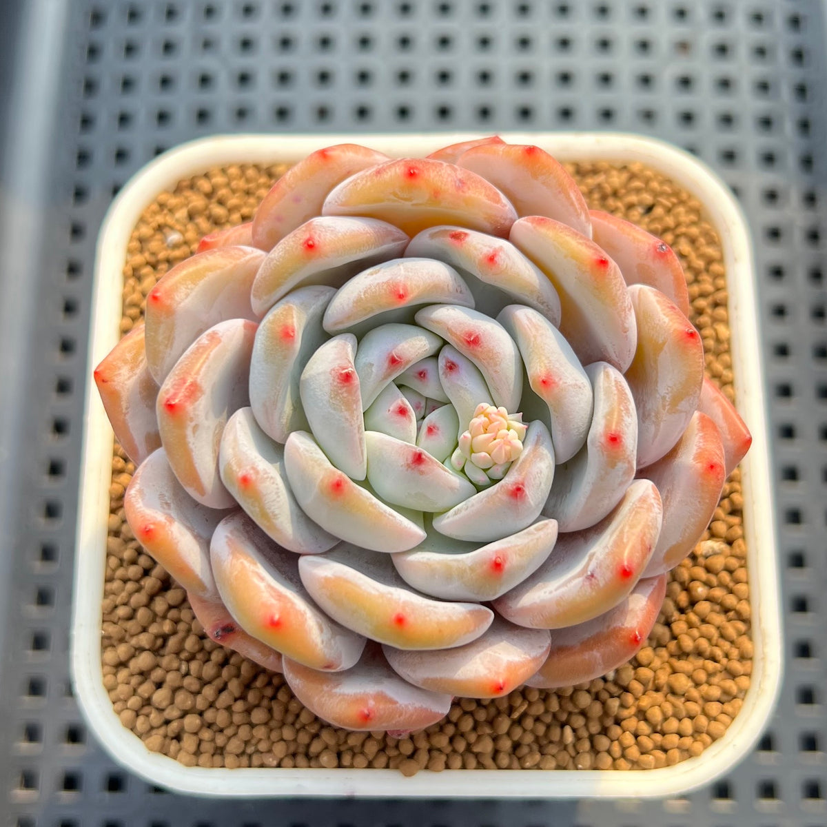 Echeveria 'Orange Monroe' 3" Succulent Plant Cutting