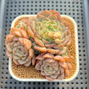 Echeveria 'Violetta' 3" Succulent Plant Cutting