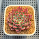 Echeveria 'Kotaro' 2"-3" Succulent Plant Cutting