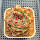 Echeveria Agavoides 'Ushuaia' 3" Succulent Plant Cutting