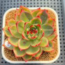 Echeveria Agavoides 'Peach Blossom' Variegated 2"-3" Succulent Plant Cutting