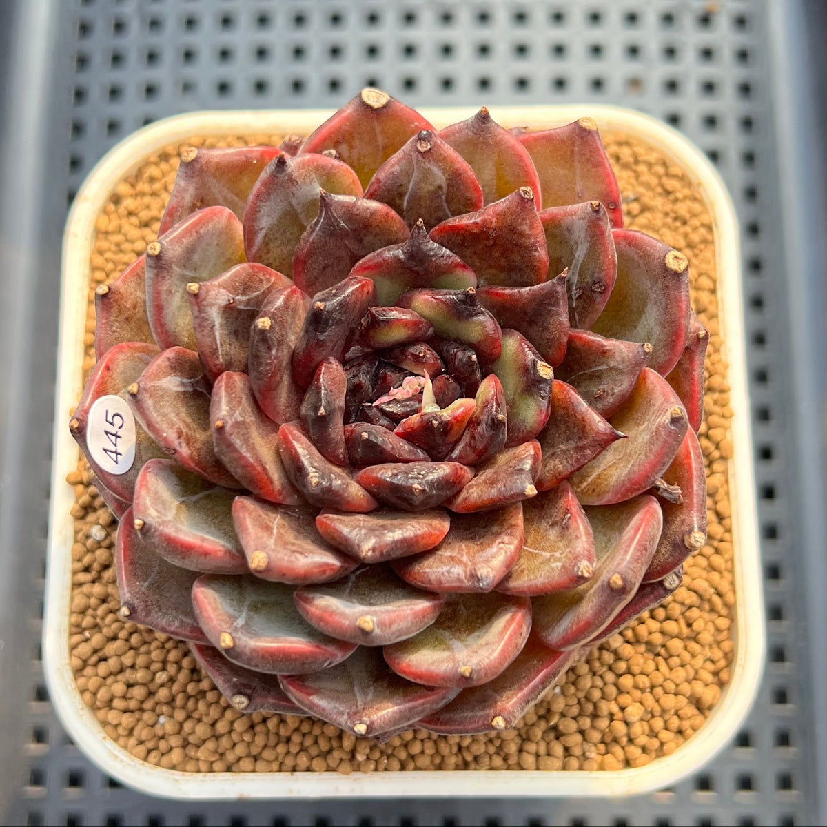Echeveria 'Dark Jasmine' 4" Succulent Plant Cutting