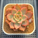 Echeveria Agavoides 'Chimera' Variegated 3" Succulent Plant Cutting