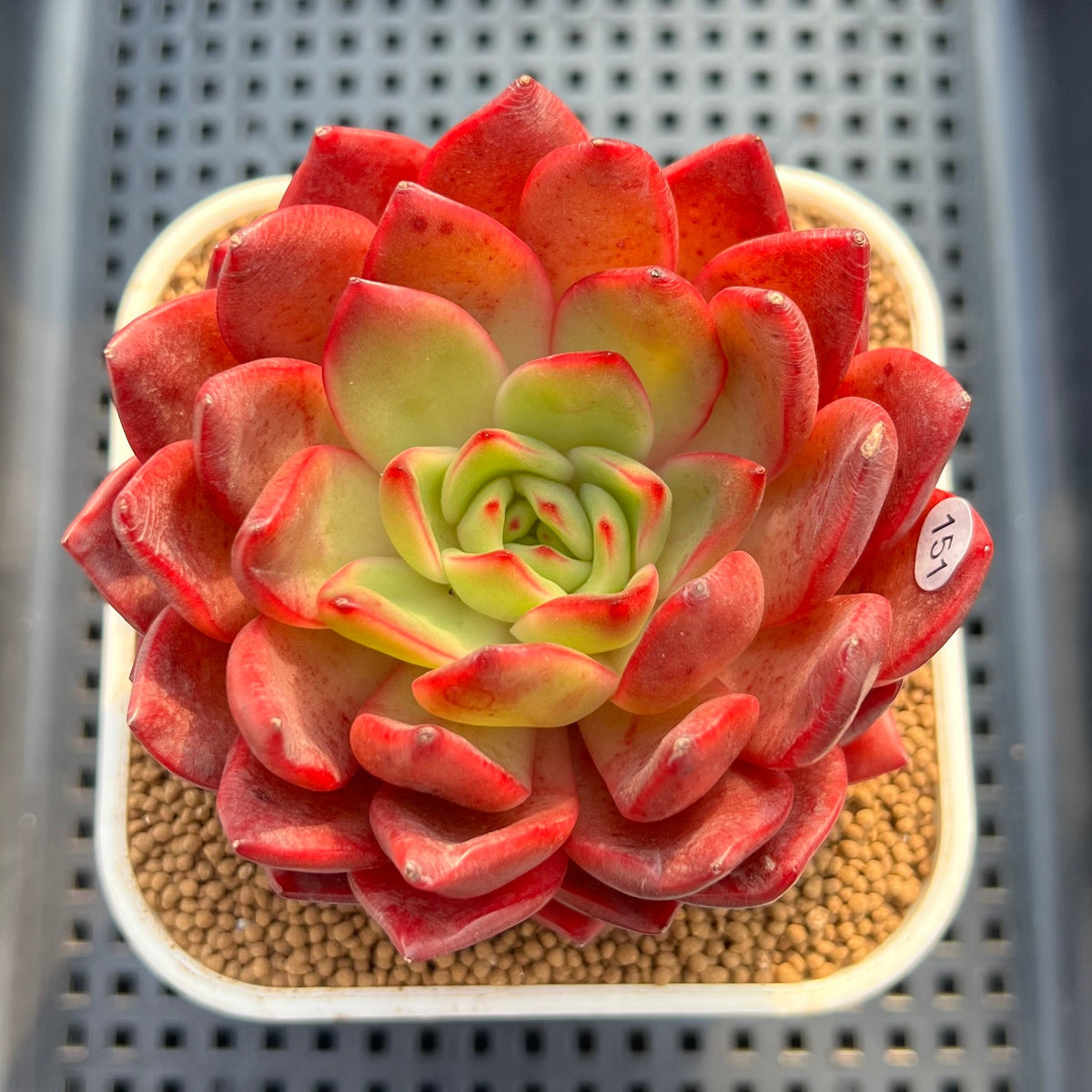 Echeveria 'Lantern' 4" Succulent Plant Cutting