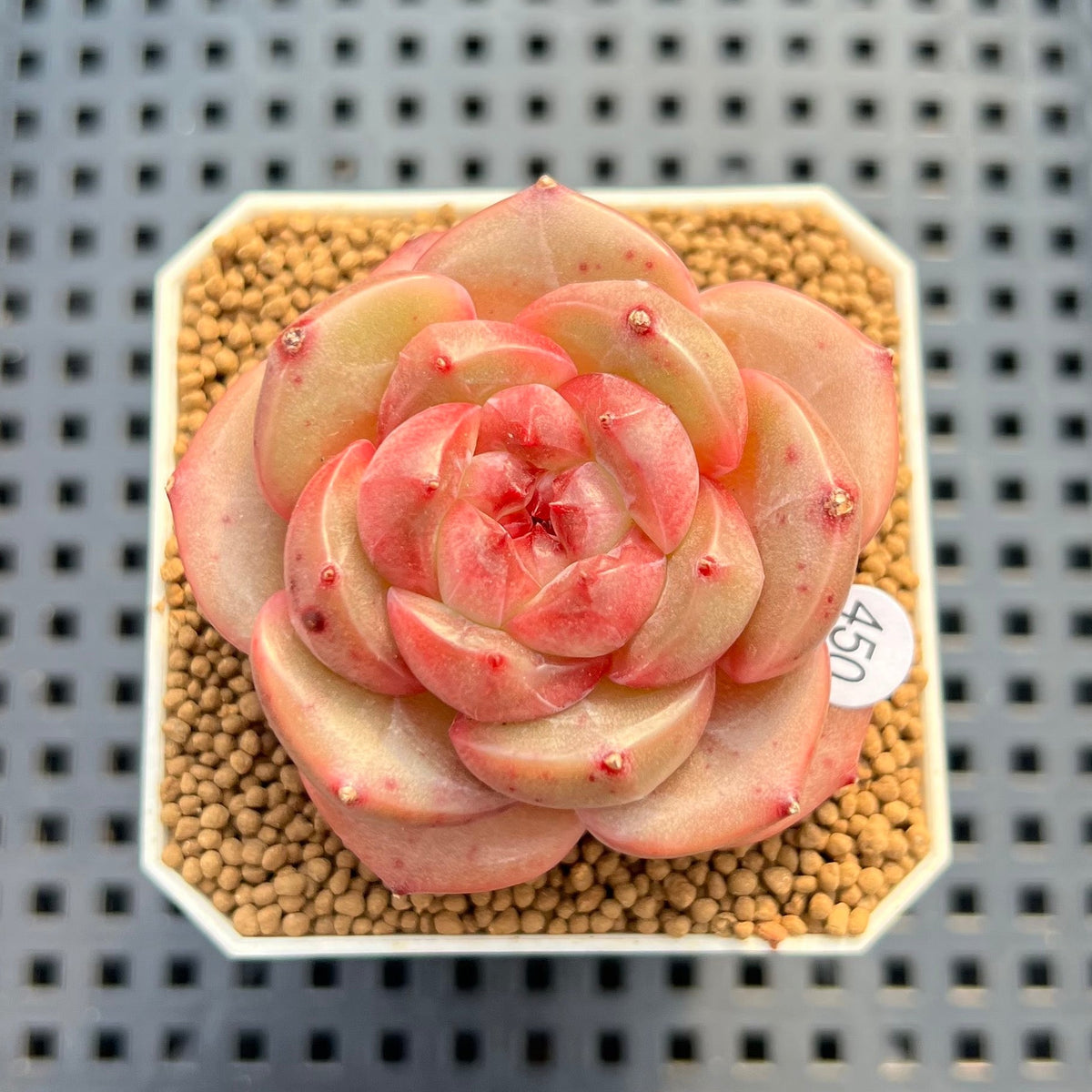 Echeveria 'Orange Q' 2" Succulent Plant Cutting