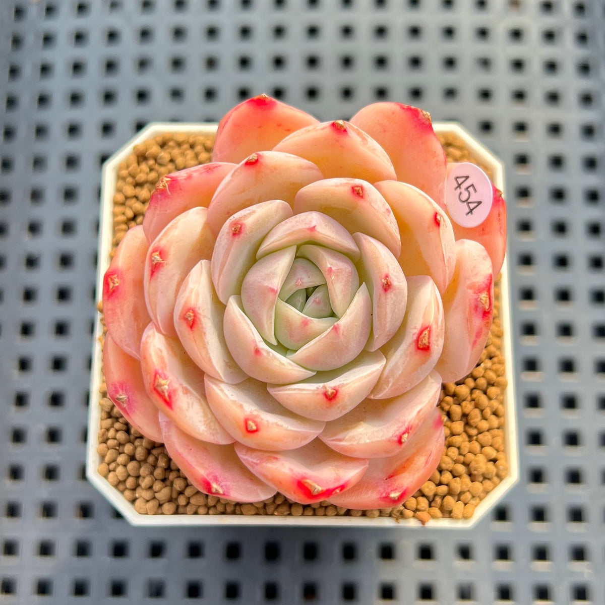 Echeveria 'Magic Jar' 2" Succulent Plant Cutting