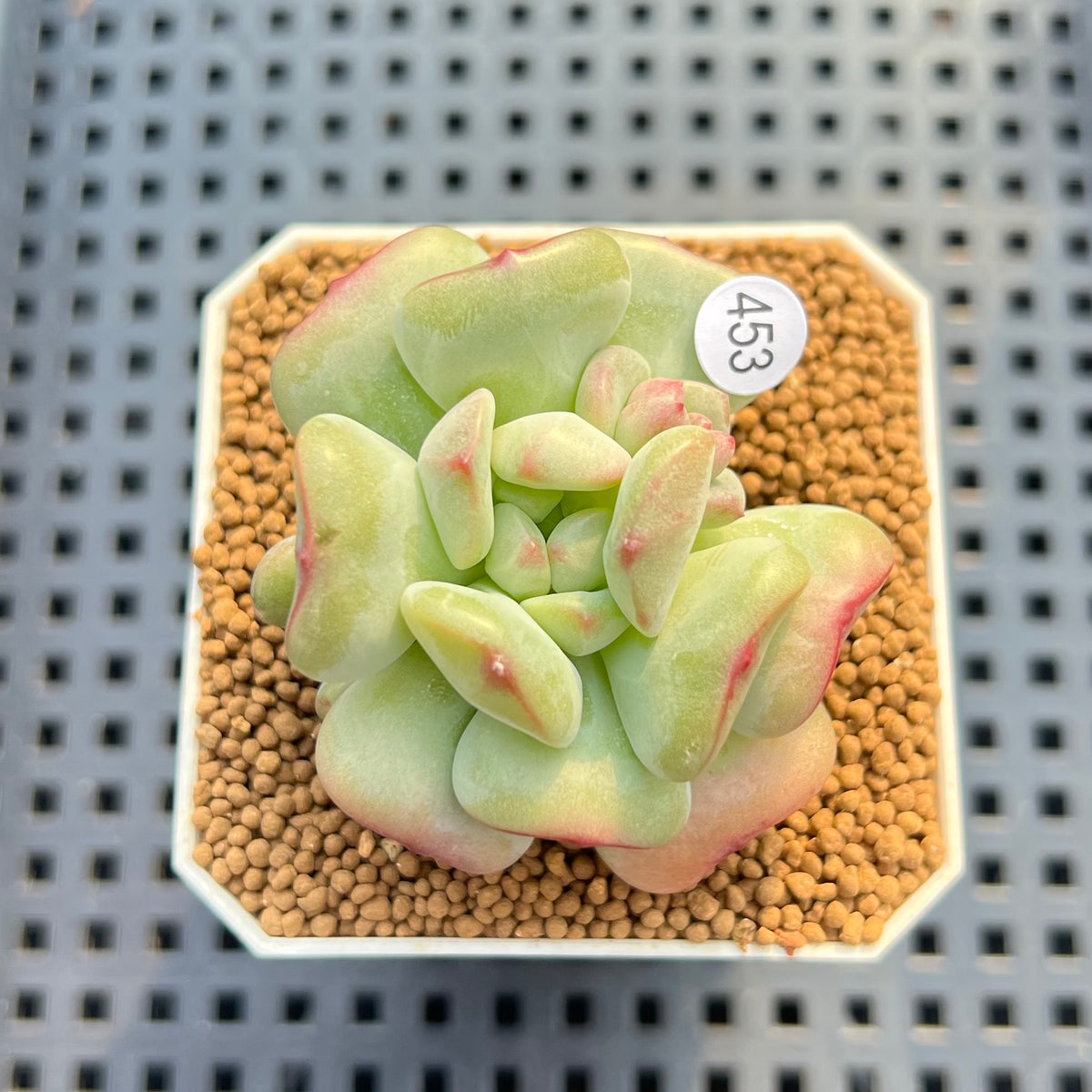 Echeveria 'Heart Ball' 2" Succulent Plant Cutting