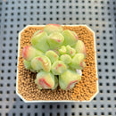 Echeveria 'Heart Ball' 2" Succulent Plant Cutting