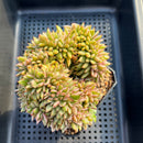 Echeveria Agavoides 'Elkhorn' Variegated Crested 3"-4" Succulent Plant