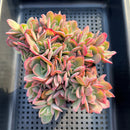 Echeveria 'Luella' Crested 4" Succulent Plant