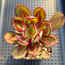 Echeveria Nodulosa 2"-3" Succulent Plant
