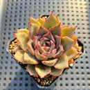 Echeveria sp. 2" Succulent Plant
