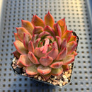 Echeveria 'Nomad' 2"-3" Succulent Plant