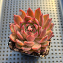 Echeveria 'Nomad' 2"-3" Succulent Plant