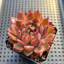 Echeveria 'Nomad' 2"-3" Succulent Plant