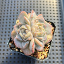Echeveria 'Strawberry Boba' 2" Succulent Plant