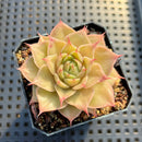 Echeveria 'Windmill' (Ebony x 'Silver Star' Hybrid) 2" Mam&Sister Farm Original Japanese Hybrid Succulent Plant Cutting