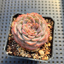 Echeveria 'Max Purple' 2" Succulent Plant