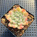 Echeveria 'Albi Drop' 2" Succulent Plant